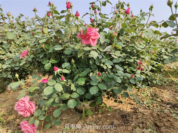 應對高溫種月季，夏天苗木種植如何提高成活率？(圖2)