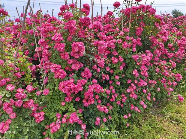 應對高溫種月季，夏天苗木種植如何提高成活率？(圖3)