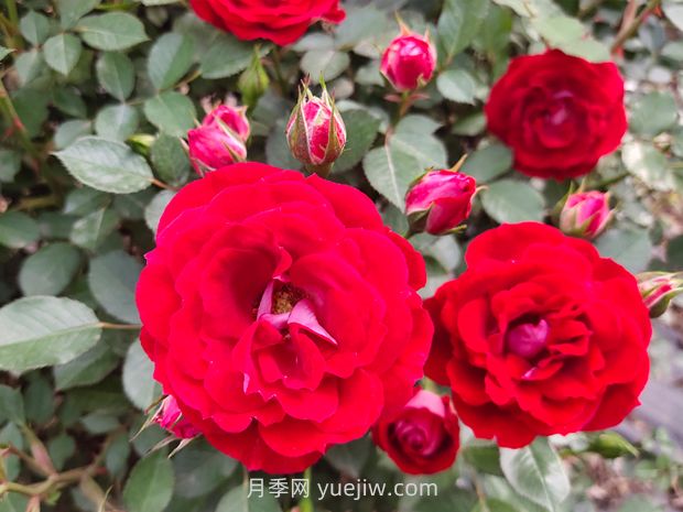 花卉植護(hù)葉子養(yǎng)護(hù)四點措施(圖1)