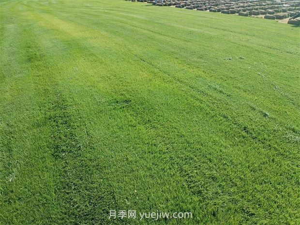 草皮種植適合什么地方？(圖1)