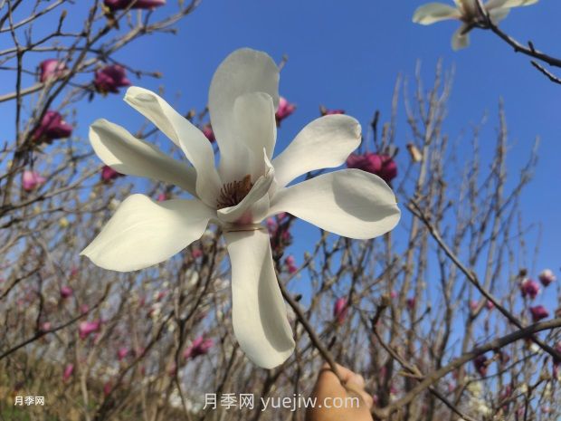 玉蘭花有什么顏色？帶你一起了解南陽(yáng)玉蘭花(圖1)