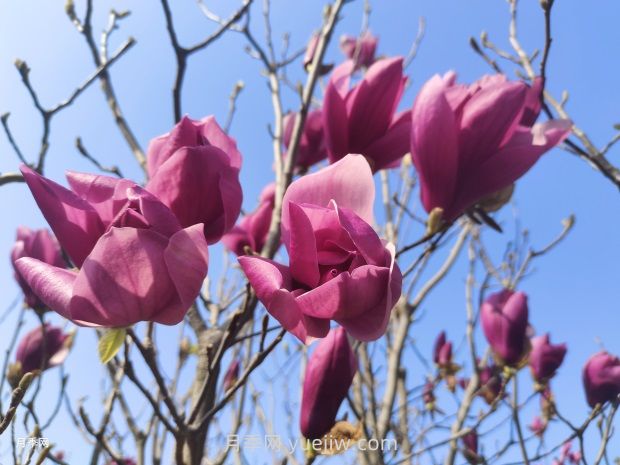 玉蘭花有什么顏色？帶你一起了解南陽(yáng)玉蘭花(圖2)