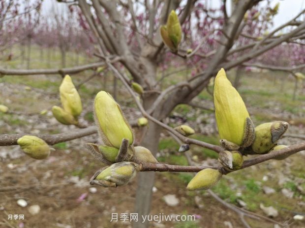 玉蘭花有什么顏色？帶你一起了解南陽(yáng)玉蘭花(圖3)