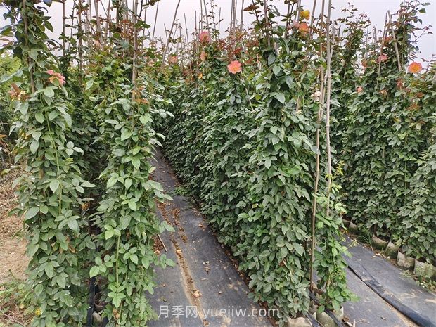 薔薇和月季哪個(gè)比較好養(yǎng)？(圖2)