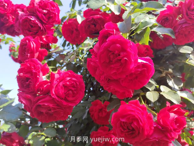 弗洛倫蒂娜月季，爆花健壯抗病耐寒正紅色爬藤王者(圖1)
