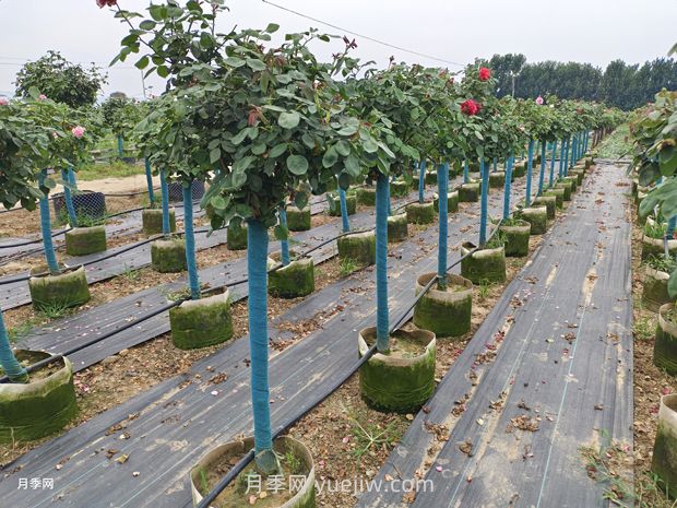 綠籬和苗圃除草那么難，怎么做才能事半功半？(圖1)