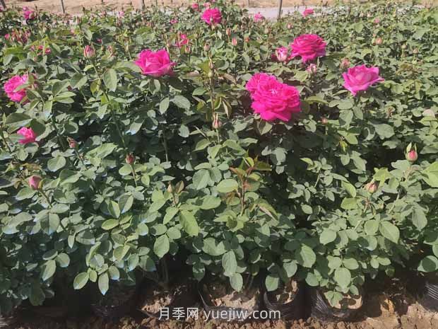 綠籬和苗圃除草那么難，怎么做才能事半功半？(圖2)