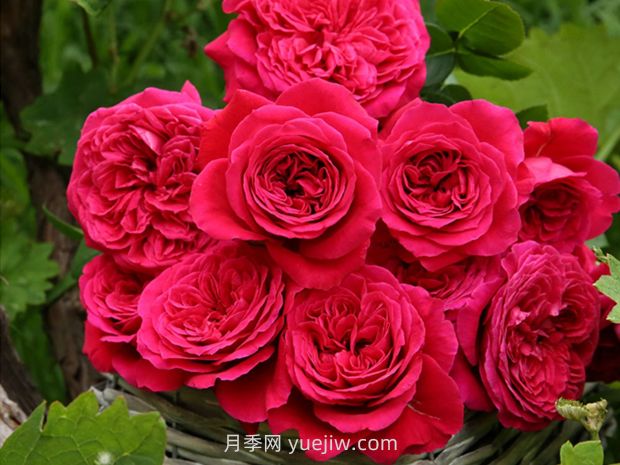 皇家胭脂月季的優(yōu)缺點是什么？(圖1)