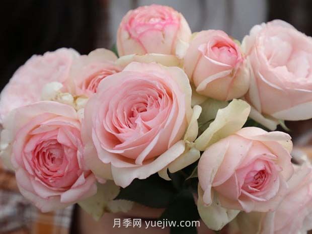 蒙娜麗莎月季的優(yōu)缺點(diǎn)是什么？(圖1)