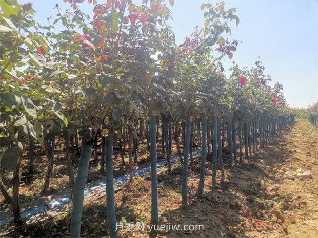 夏天月季施肥注意這3點(diǎn)，否則很容易黑桿(圖1)