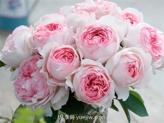 伊芙乙女心月季的優(yōu)缺點(diǎn)是什么？(圖1)