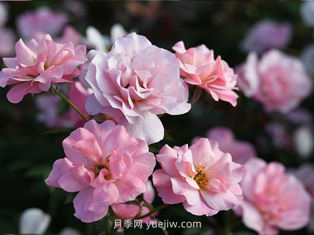 春朝月季的優(yōu)缺點(diǎn)是什么？(圖1)