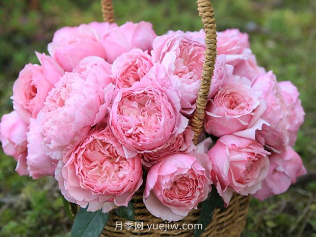 美咲月季的優(yōu)缺點(diǎn)是什么？(圖1)