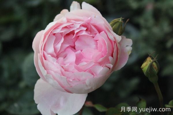 伊芙雪伯爵月季的優(yōu)缺點是什么？(圖1)