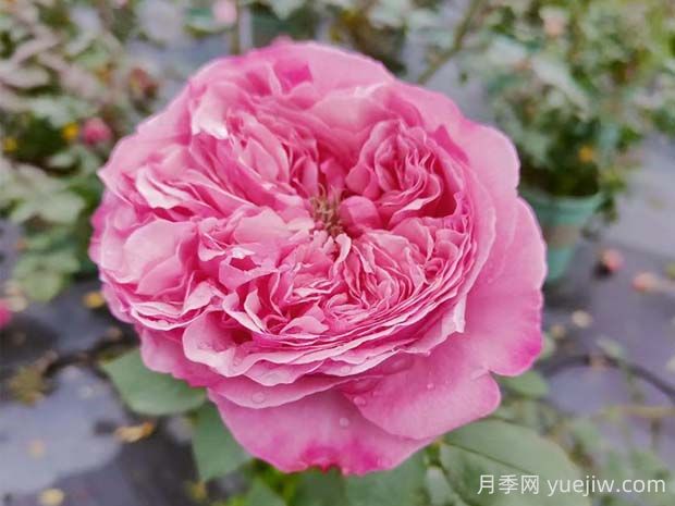 凱麗月季的優(yōu)缺點是什么？(圖1)