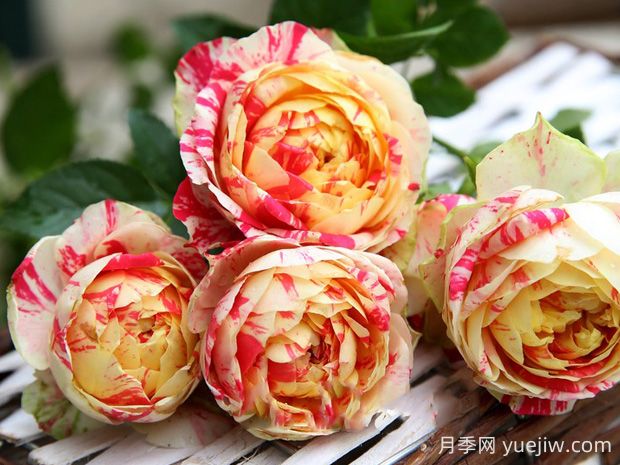 狂歡派對月季的優(yōu)缺點是什么？(圖1)