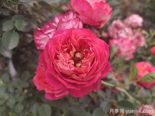 藤寶貝月季是大藤本嗎，藤寶貝有什么優(yōu)缺點？(圖1)