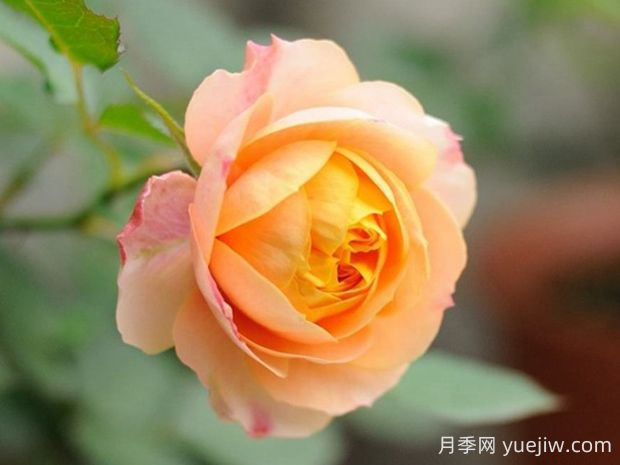 浪漫寶貝月季優(yōu)缺點(diǎn)有哪些？為何如此火爆(圖1)