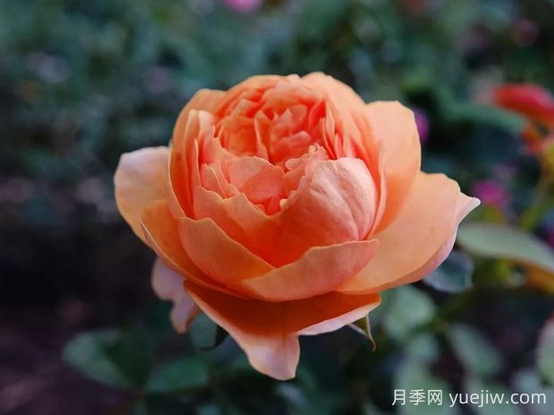 溫柔珊瑚心月季的優(yōu)缺點(diǎn)是什么？(圖1)