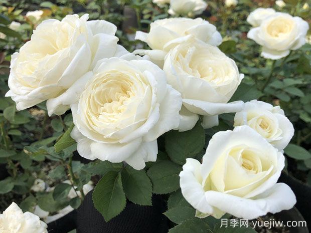 婚禮之路月季的優(yōu)缺點，看看花友怎么說(圖1)