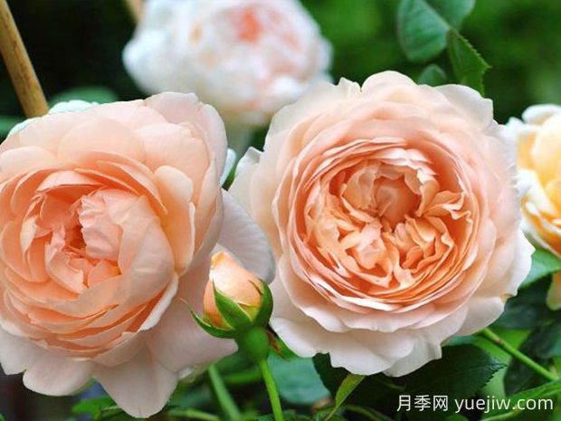 安布里奇月季的優(yōu)缺點(diǎn)是什么？(圖1)