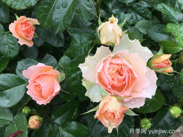 木星王月季的優(yōu)缺點(diǎn)是什么？(圖1)
