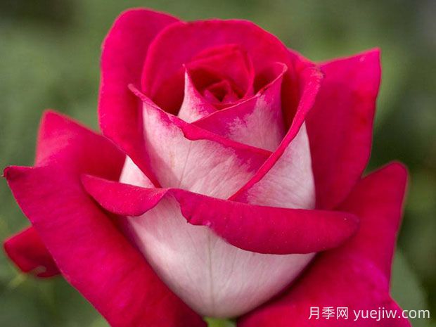 莫妮卡貝魯奇月季的優(yōu)缺點(diǎn)是什么？(圖1)