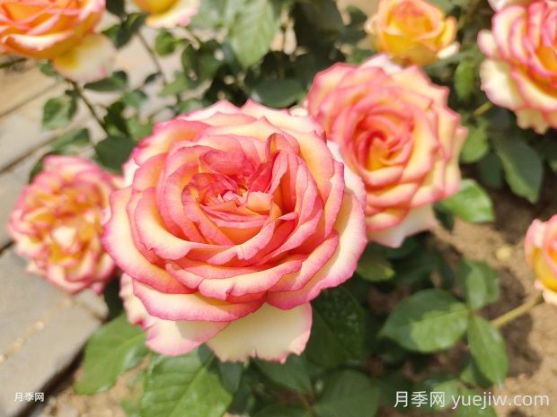 阿班斯月季的優(yōu)缺點是什么？(圖1)