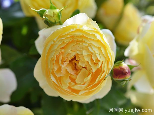 黃金城堡月季的優(yōu)缺點(diǎn)是什么？(圖1)