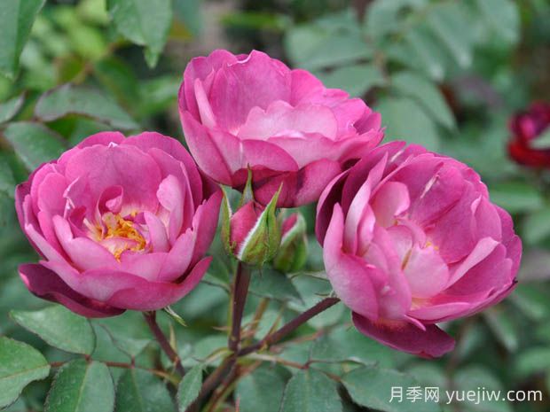 朦朧月光月季的優(yōu)缺點(diǎn)是什么？(圖1)
