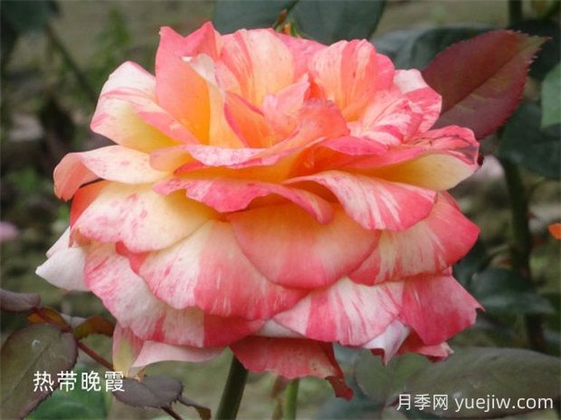 熱帶晚霞月季的優(yōu)缺點是什么？(圖1)