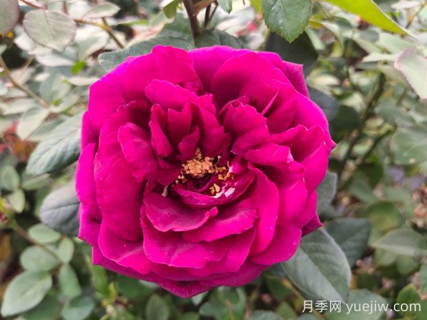 皇宮月季的優(yōu)缺點(diǎn)是什么？(圖1)