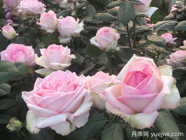 樂(lè)天派月季優(yōu)缺點(diǎn)有哪些？(圖1)