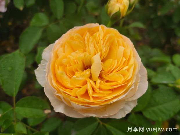 朱麗葉月季值不值得種，有啥優(yōu)缺點(圖1)