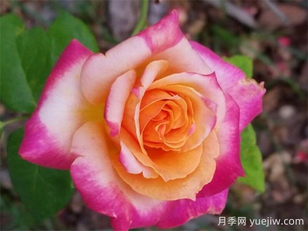 百老匯月季的優(yōu)缺點是什么？(圖1)