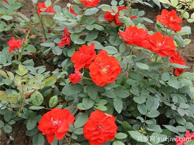 橘紅潮月季的優(yōu)缺點是什么？(圖1)