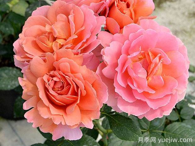 茜月季的優(yōu)缺點(diǎn)是什么？(圖1)