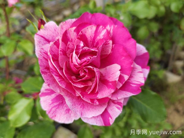 依蕾莎絲特月季的優(yōu)缺點(diǎn)是什么？(圖1)