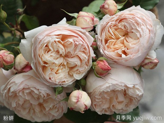 粉妍月季的優(yōu)缺點(diǎn)是什么？(圖1)