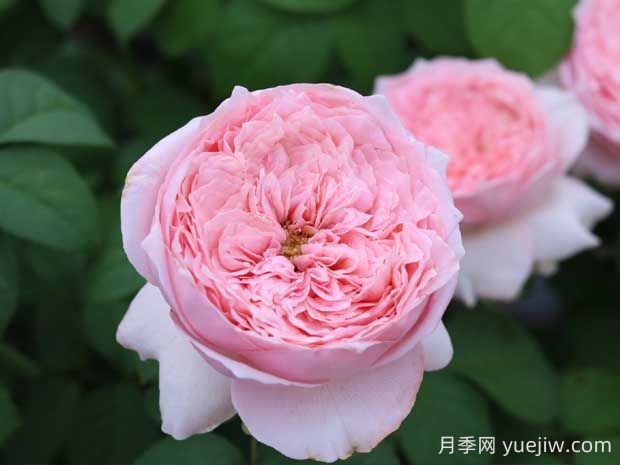 微醺月季的優(yōu)缺點是什么？(圖1)