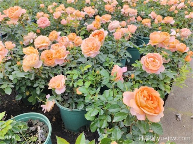 夏季養(yǎng)月季的常見問題，幫月季安全度夏(圖1)