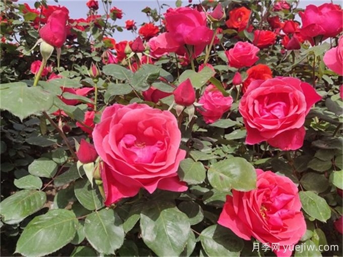 烈日炎炎，如何讓植物安然度夏(圖1)