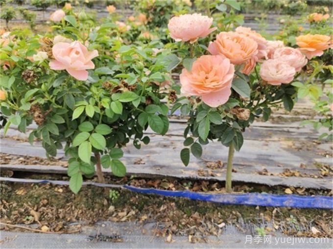 夏季月季養(yǎng)護(hù)全攻略，讓月季花絢麗一夏(圖2)