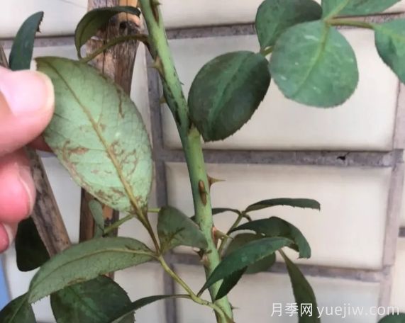 月月季花黃葉長不好？9種常見缺素癥盤點(diǎn)(圖2)