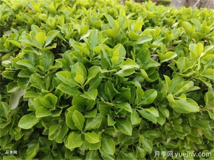 海桐與大葉黃楊，品賞觀葉植物之美(圖1)