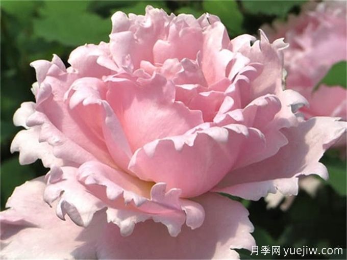 7個超級漂亮的粉色月季花品種，又美又仙又香(圖2)