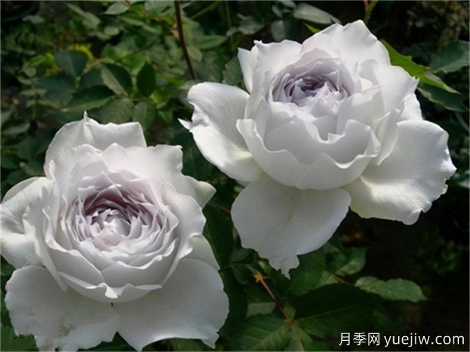 推薦10款白色系月季品種，每一款都經(jīng)典(圖3)