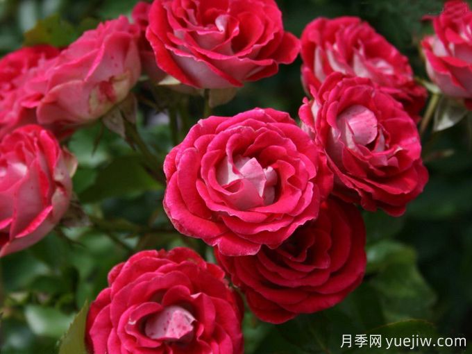 紅寶石冰月季/岳之夢(mèng)(圖1)