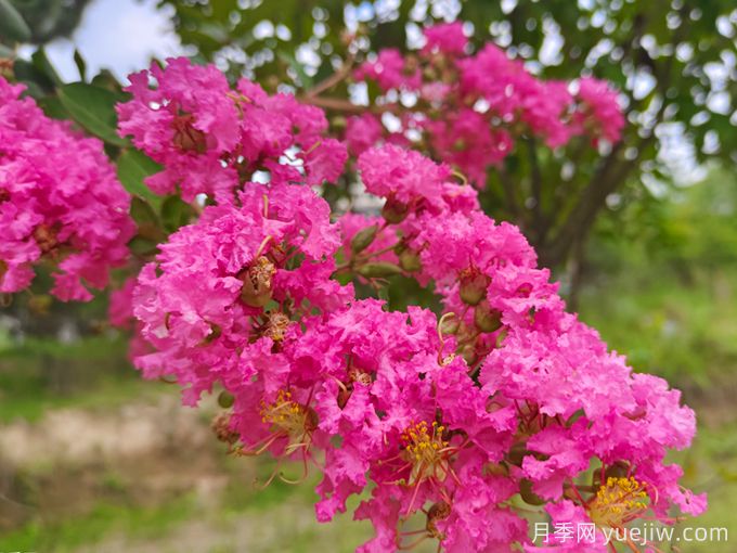北方能種植紫薇嗎？適合北方種植的紫薇品種？(圖1)