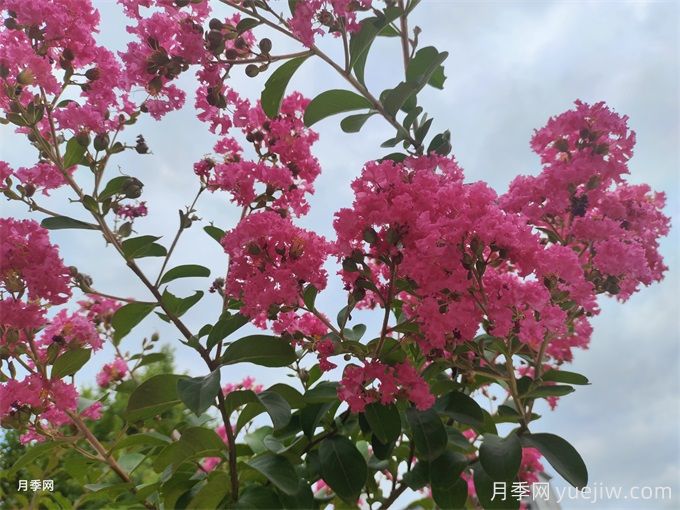 紫薇的栽培技術有哪些方面？(圖1)